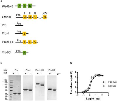 Pfs230 and Pfs48/45 Fusion Proteins Elicit Strong Transmission-Blocking Antibody Responses Against Plasmodium falciparum